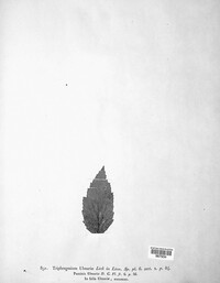 Triphragmium ulmariae image